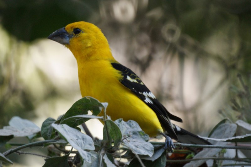 Prothonotary Warbler