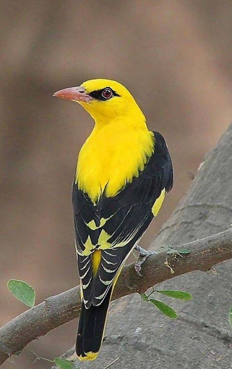 Yellow Grosbeak