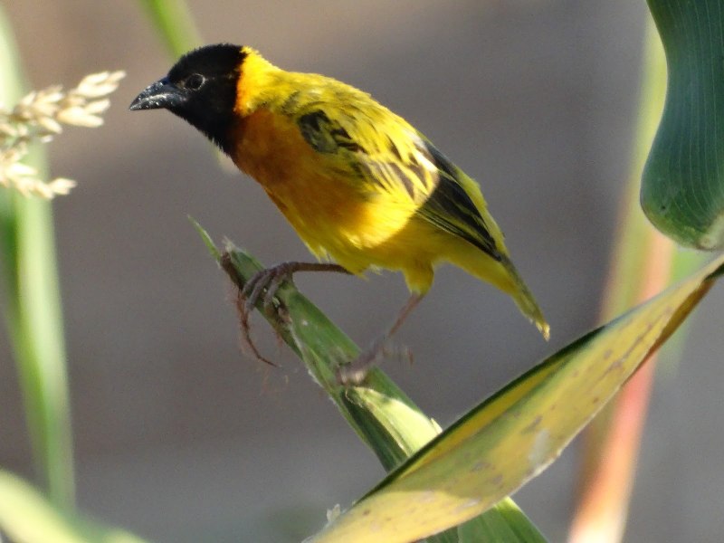 Fringillidae Richmondena