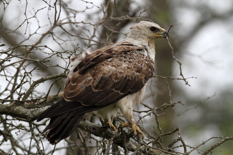 Aquila wahlbergi