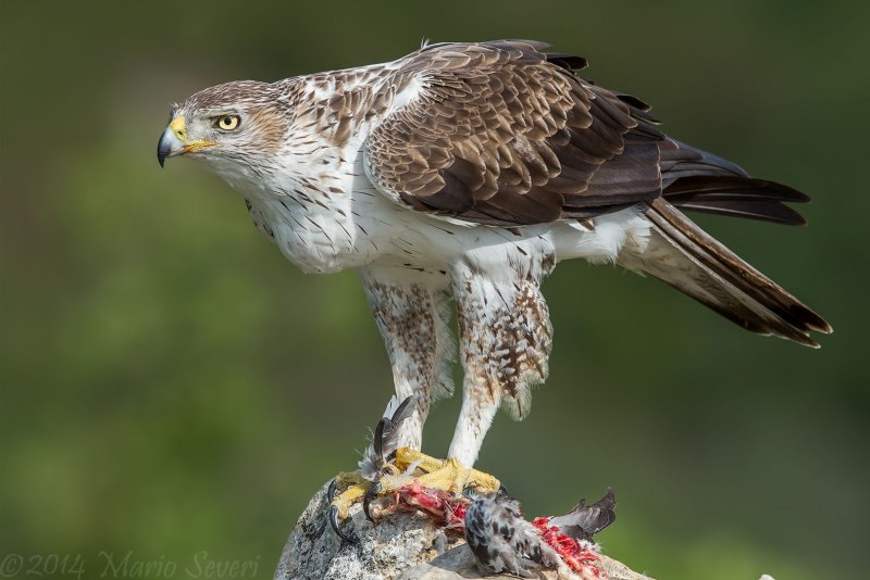 Aquila wahlbergi