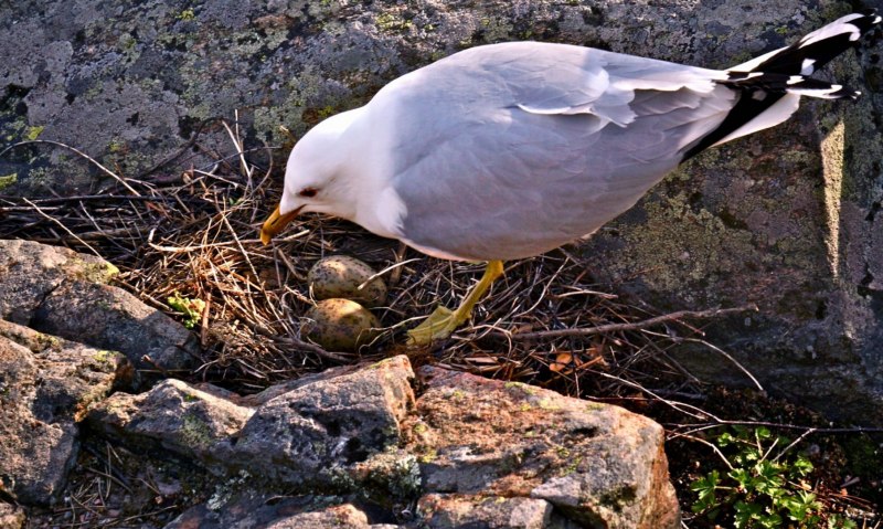 Бургомистр (Larus hyperboreus)