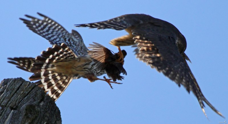 Сокол-Кобчик (Falco vespertinus),