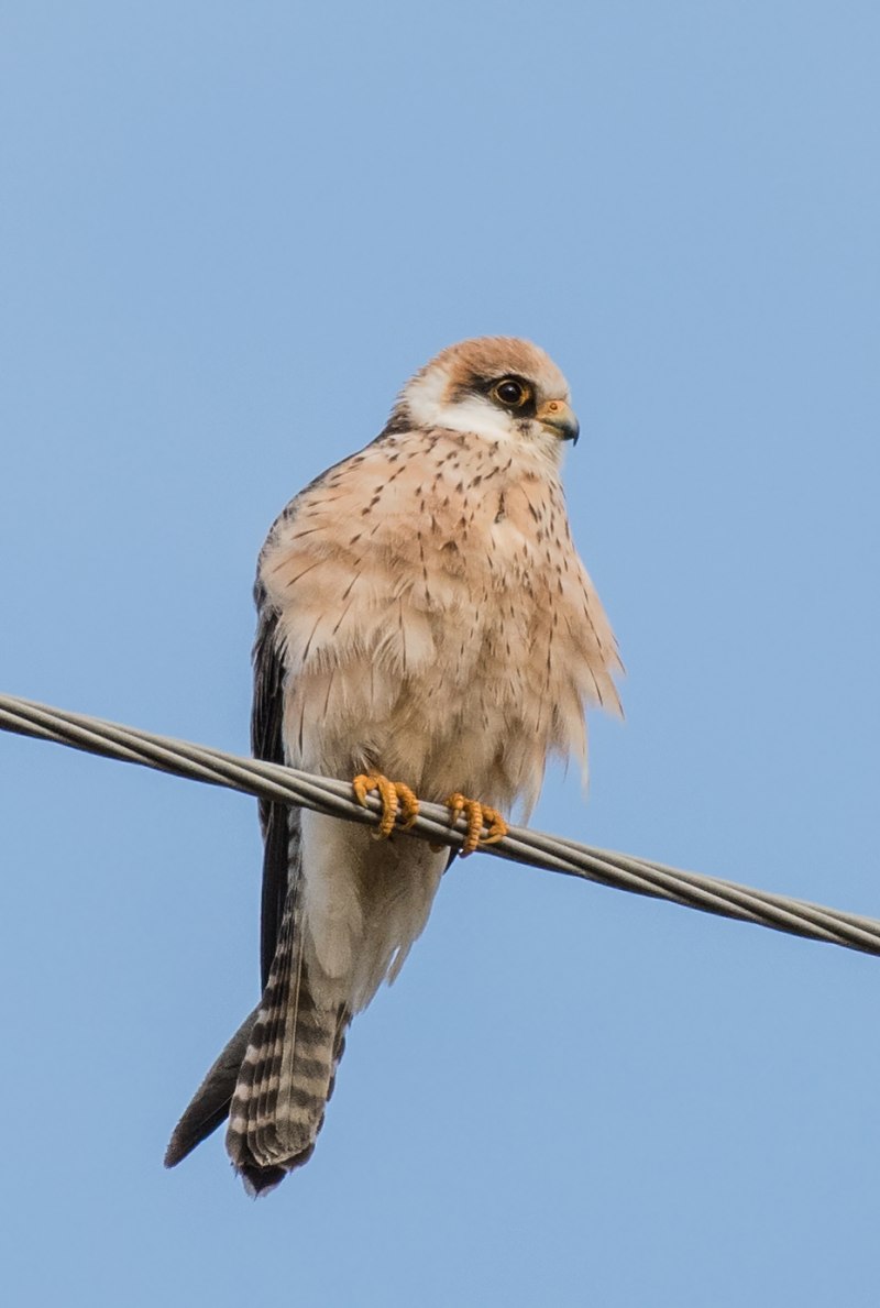 Кобчик (Falco vespertinus)