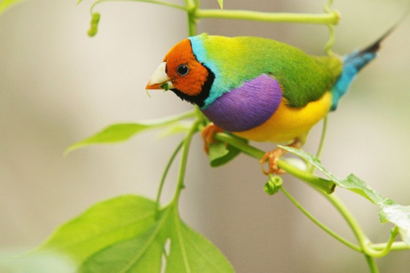 Lady Gouldian Finch