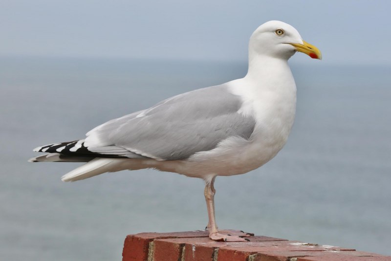 Белая морская птица