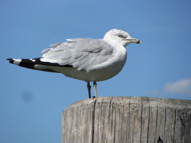 Серебристая Чайка (European Herring Gull)
