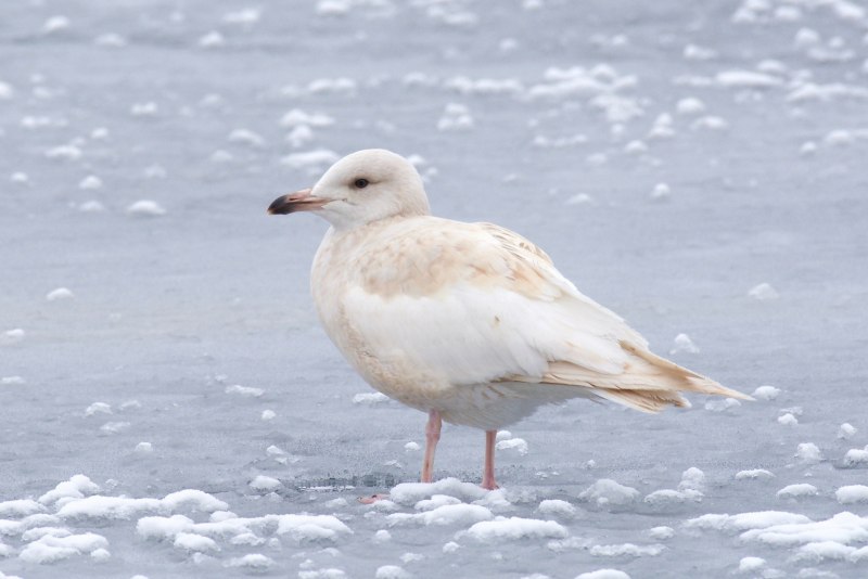 Серебристая Чайка Larus argentatus