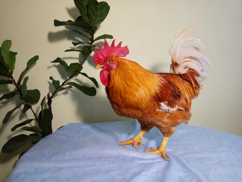 Голландские Карликовые куры