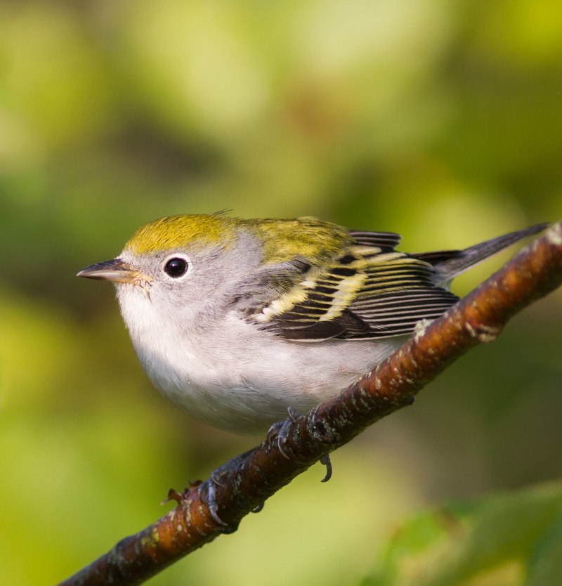 Зеленушка (Chloris Chloris)