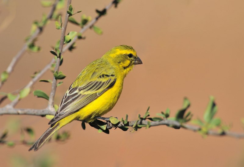 Leaf Warblers