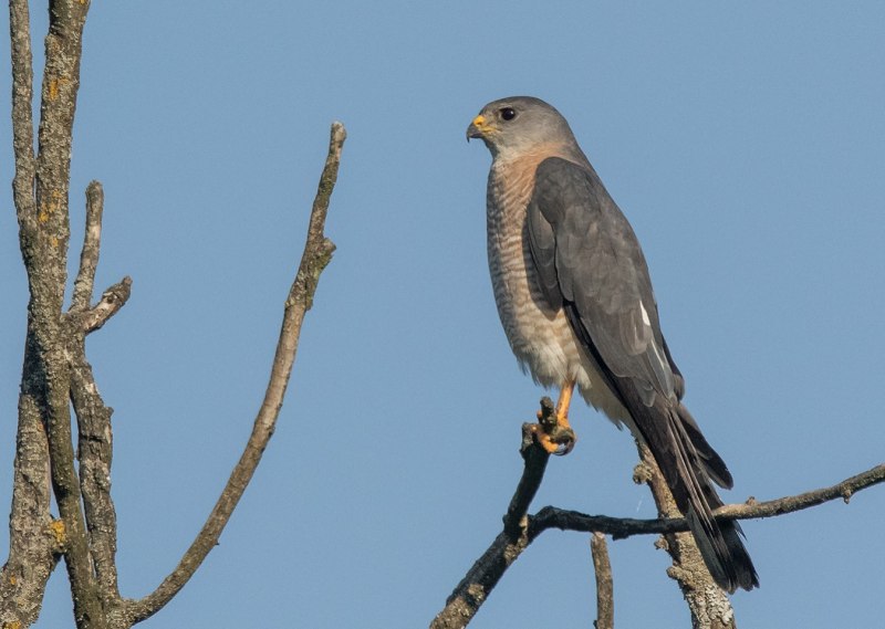 Chestnut-flanked Sparrowhawk