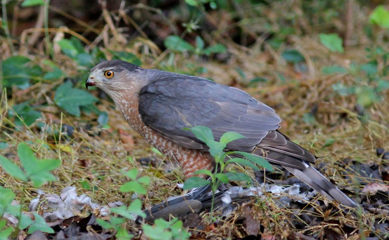 Европейский тювик Accipiter brevipes