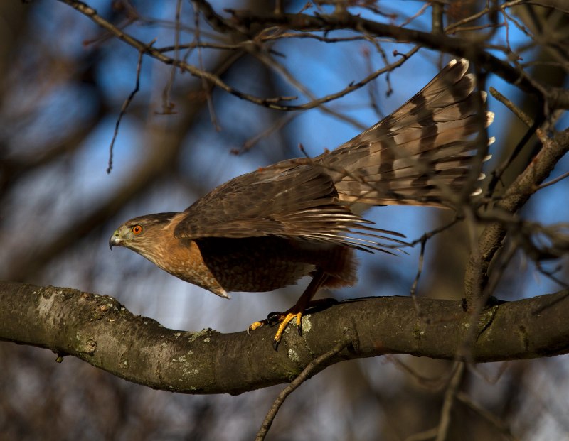 Pinsker's Hawk Eagle