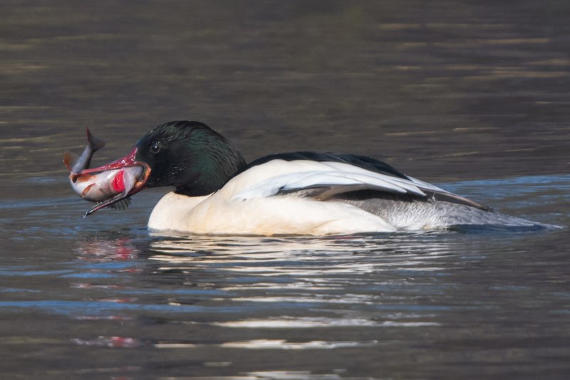 Большой крохаль Mergus Merganser