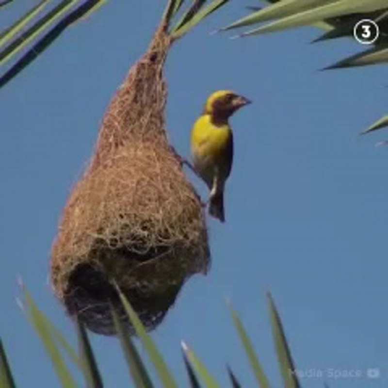 Аравийский астрильд
