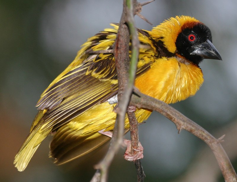 Западноафриканский Огненный бархатный Ткач (Euplectes franciscanus)