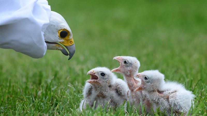 Nestling картинка