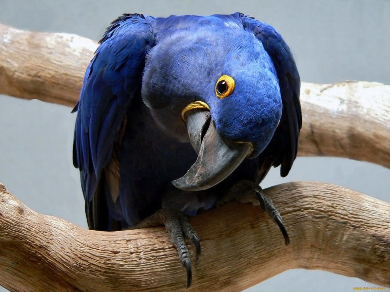 Blue Macaw попугай