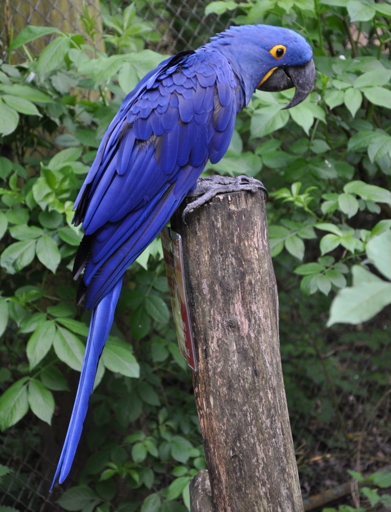 Anodorhynchus hyacinthinus
