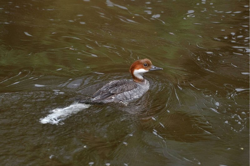 Wild Republic redhead Duck