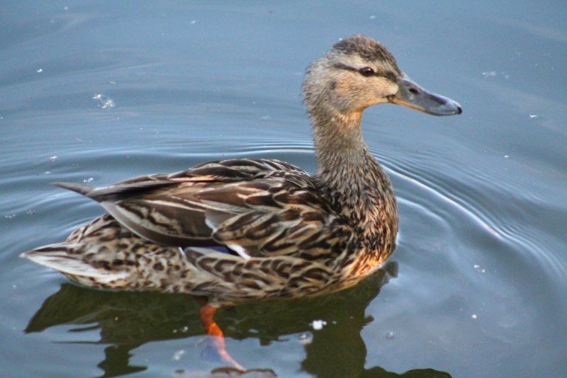 Duck in the Pond