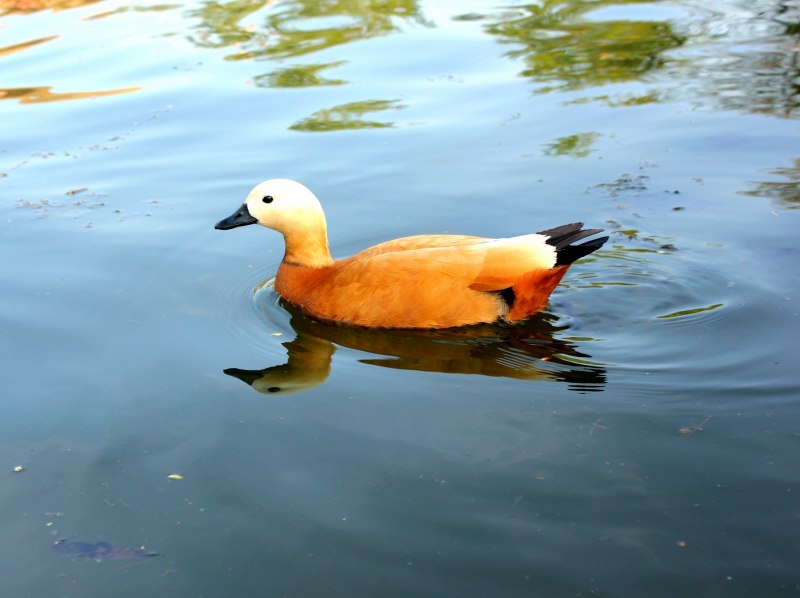 Луток (Mergus albellus