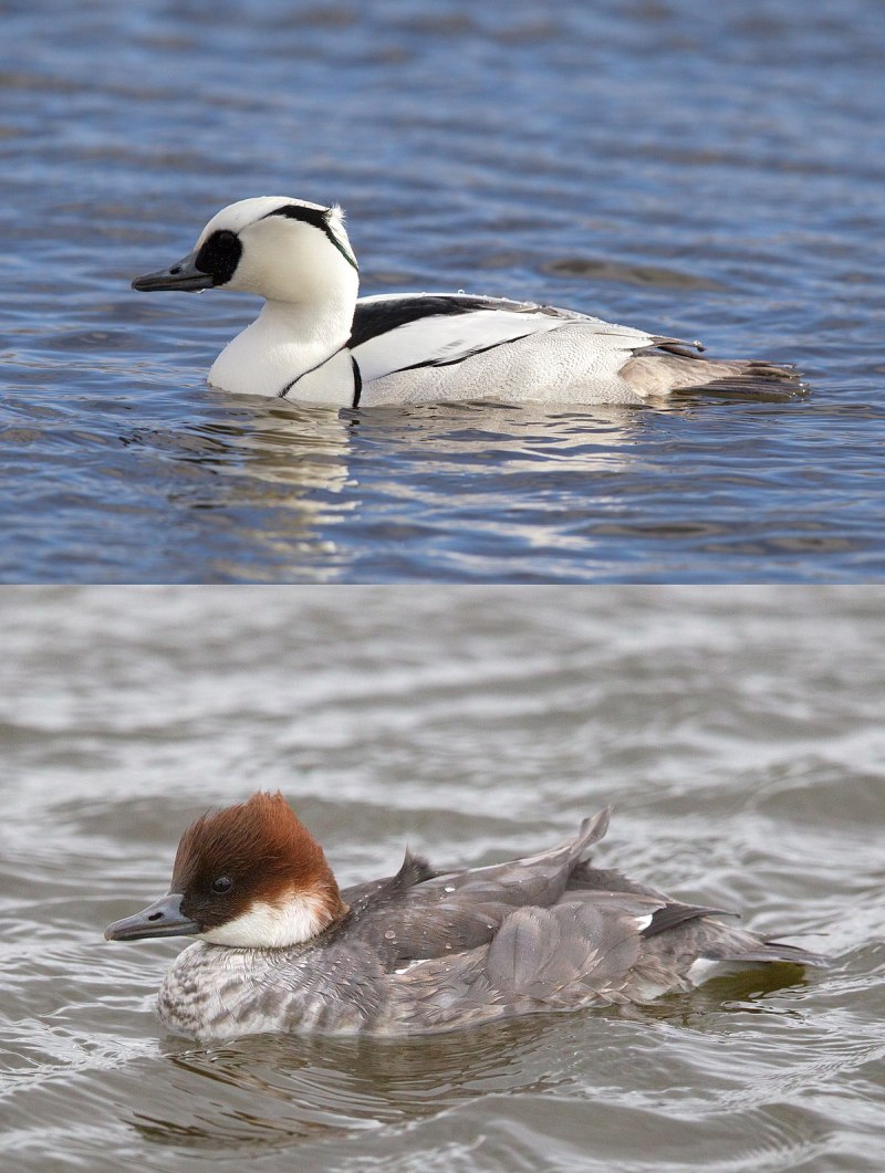 Большой крохаль Mergus Merganser