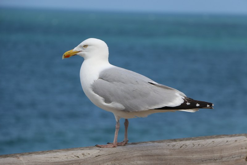 Чайка Larus