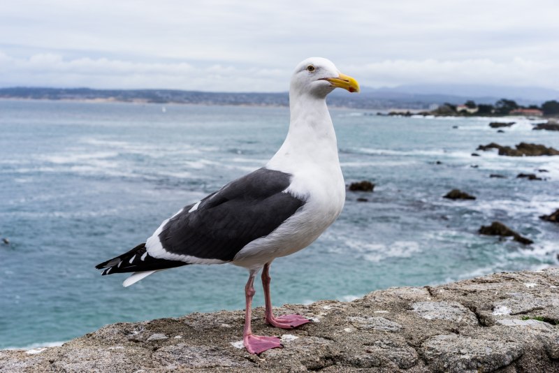 Larus michahellis