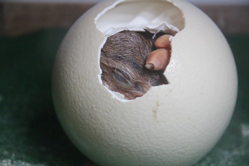 Female Hatching from Egg