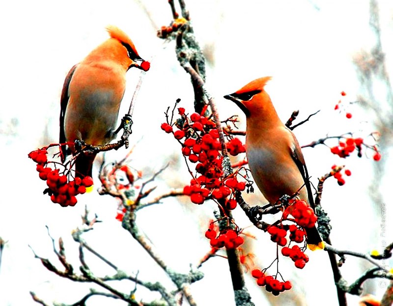 Свиристель (Bombycilla garrulus)