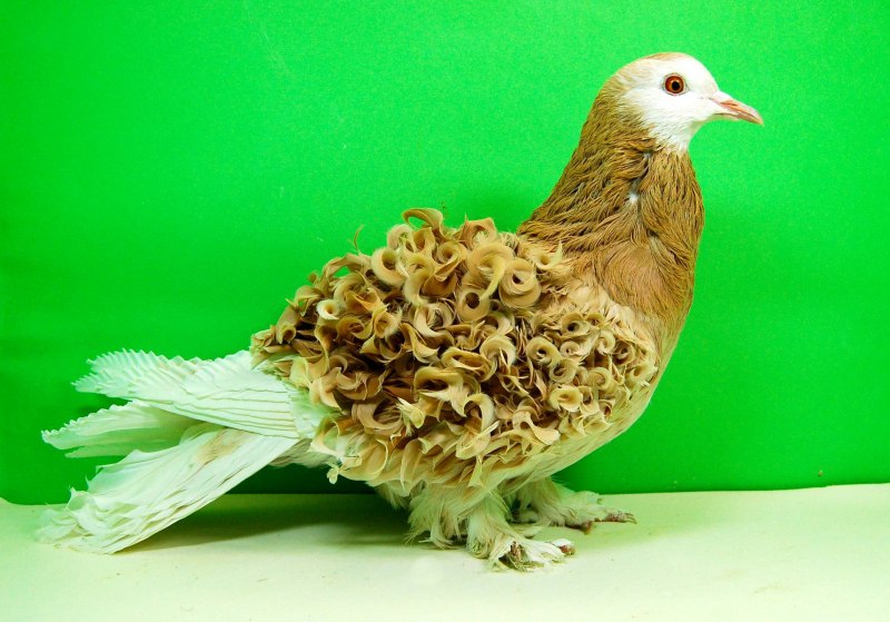 Редкие породы голубей