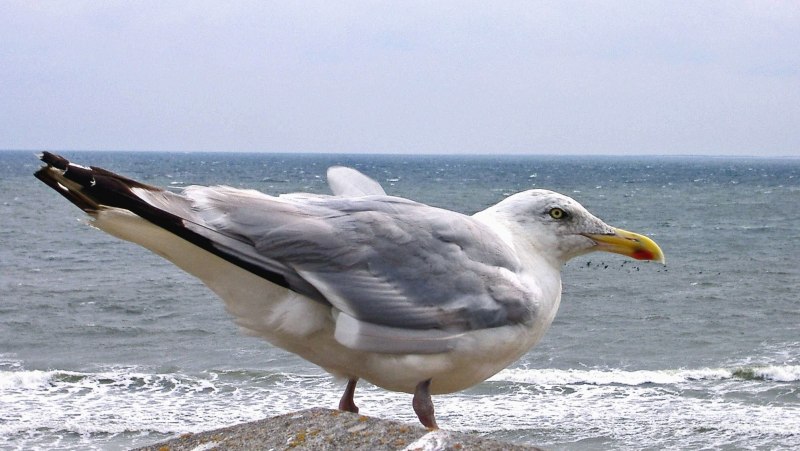 Северная морская Чайка