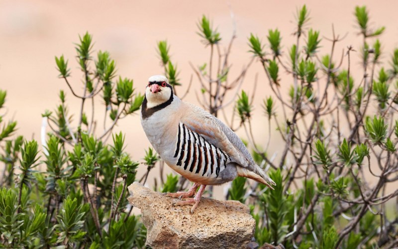 Alectoris Chukar