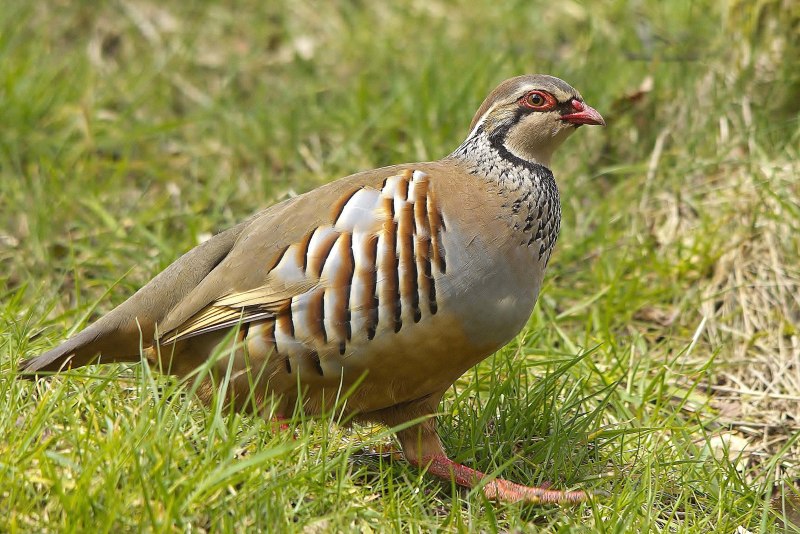 Серая куропатка (Perdix Perdix)