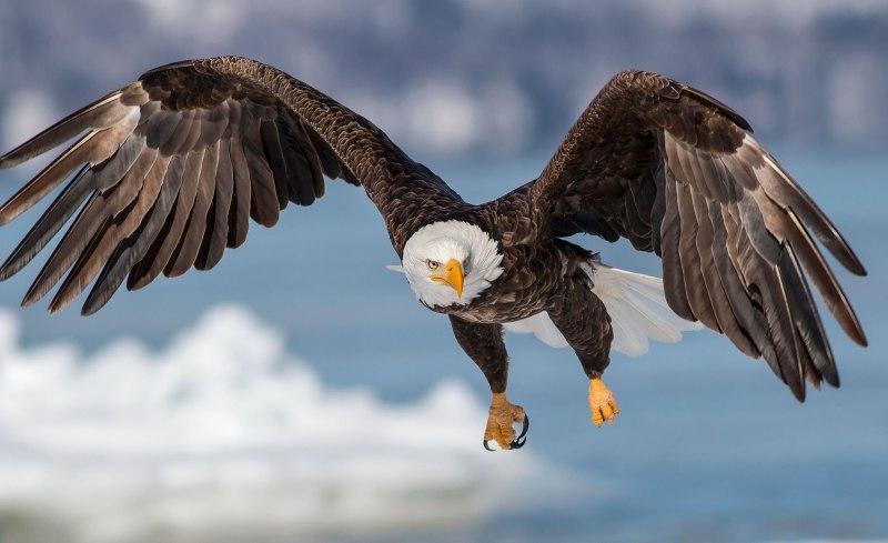 Eagle Photoshop