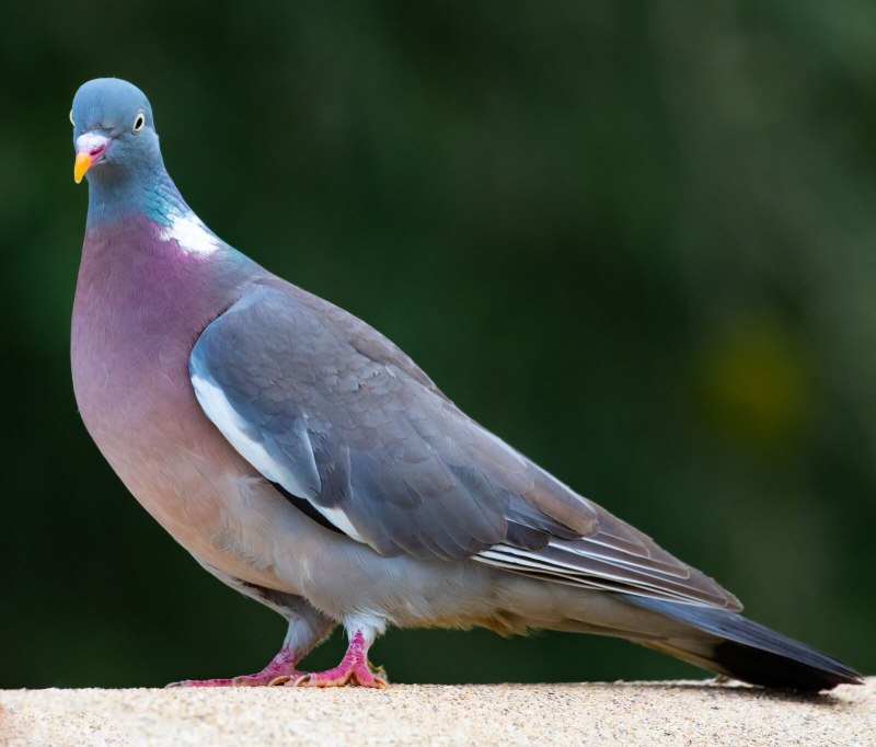Вяхирь (Columba palumbus)