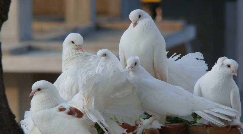 Голубь Columba palumbus