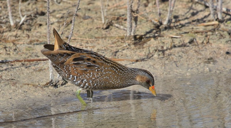 Swinhoe's Rail (coturnicops Exquisitus)