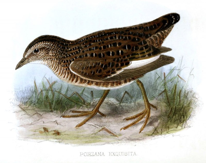 Baillon's Crake (Zapornia pusilla)