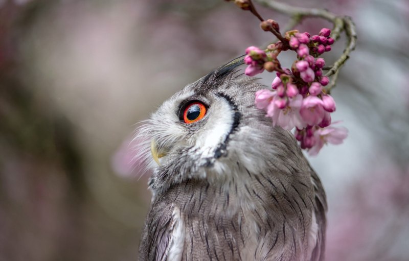Розовая сова (51 фото)