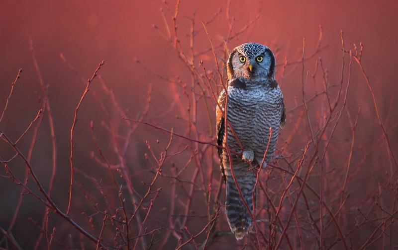 Совенок Hooty