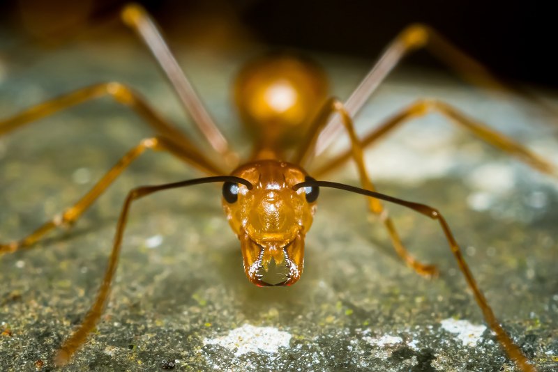 Brown Ant