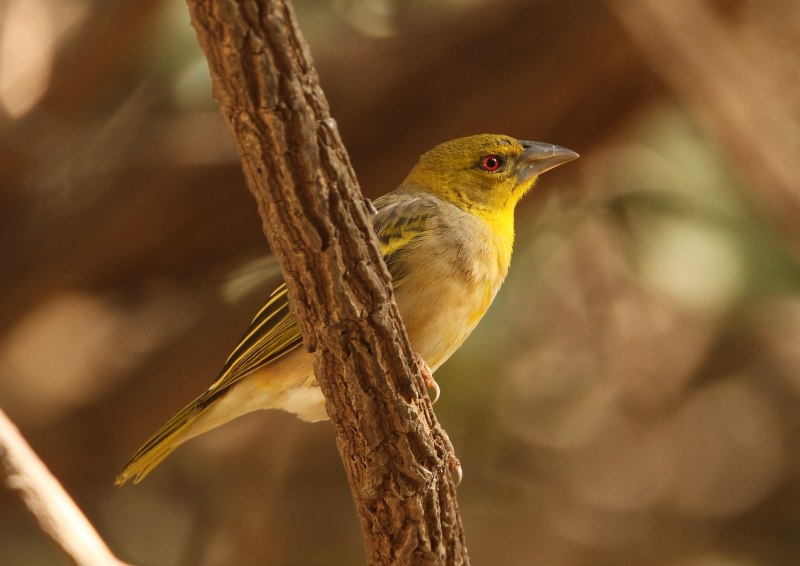 Ploceus princeps