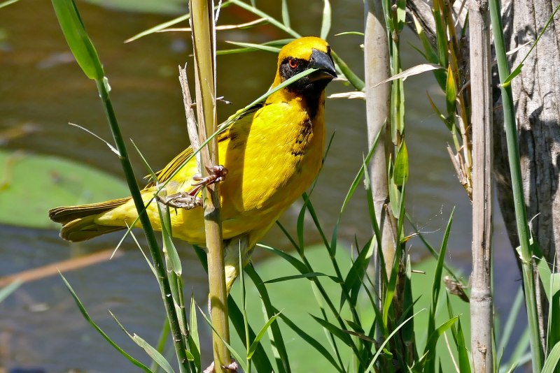 Village Weaver