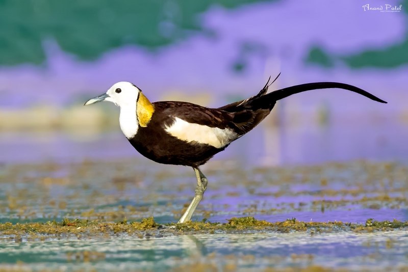 Irediparra gallinacea