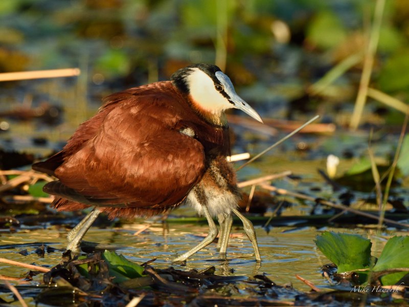 Wattled Jacana (Jacana Jacana)
