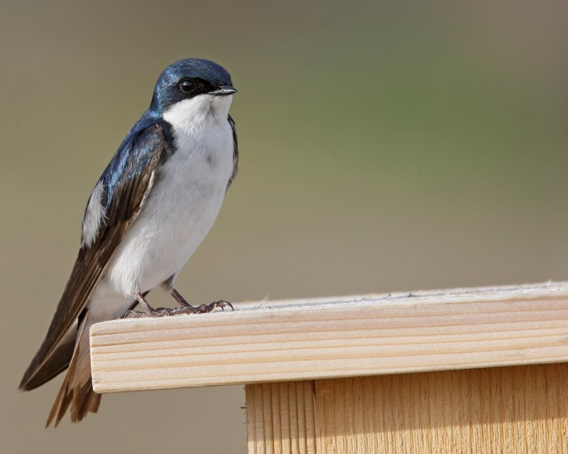 Tachycineta stolzmanni