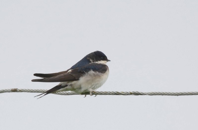 Swallow Fly